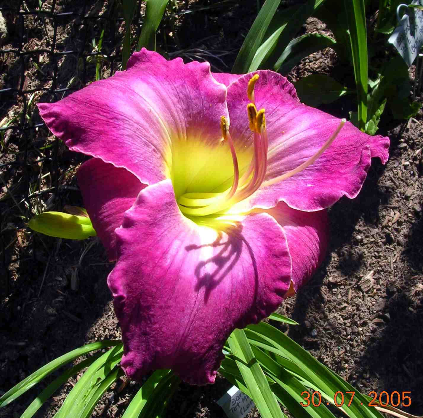 Fariyscape Daylilies / Barbara Frum3.jpg